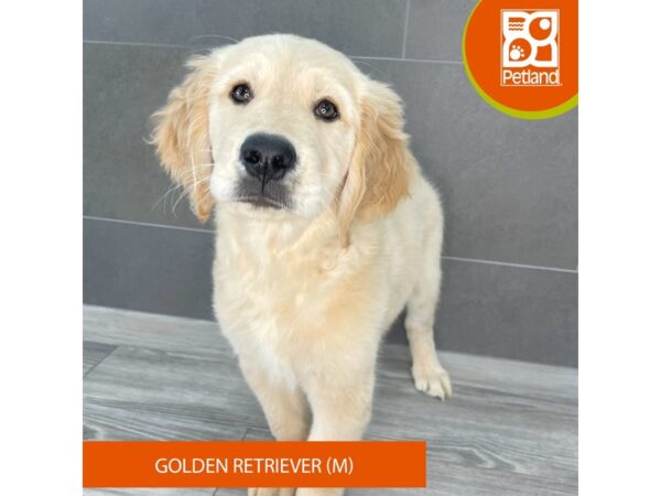 [#762] Golden Male Golden Retriever Puppies for Sale