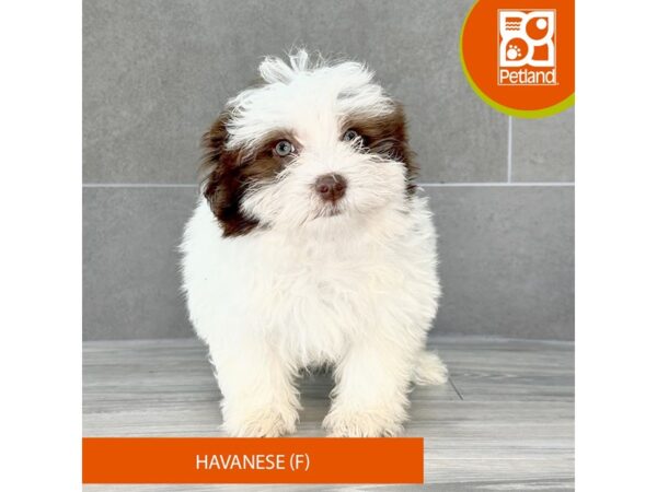 [#781] Chocolate / White Female Havanese Puppies for Sale