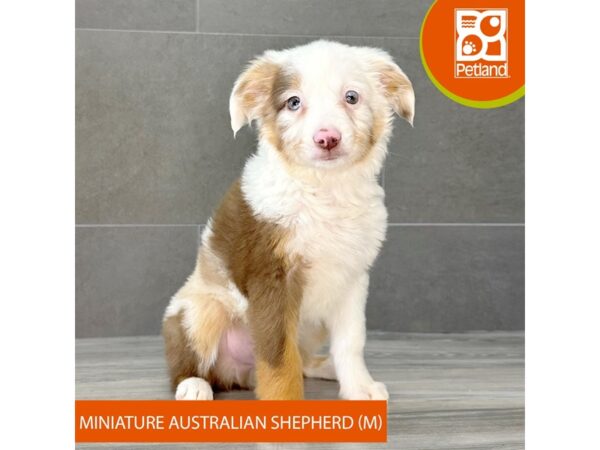 [#779] Merle Male Miniature Australian Shepherd Puppies for Sale