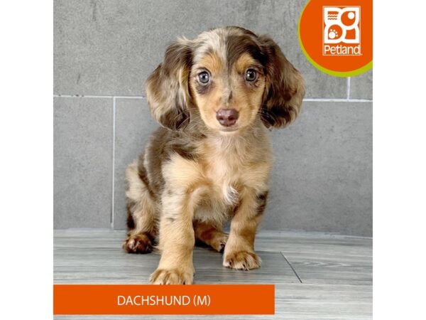 [#778] Chocolate Male Dachshund Puppies for Sale