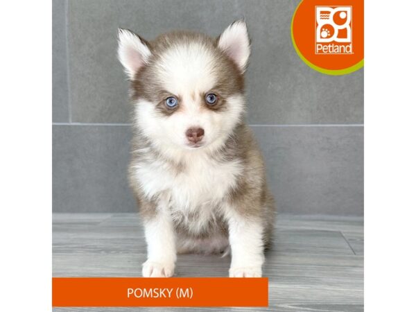 [#777] Red Tan / White Male Pomsky Puppies for Sale
