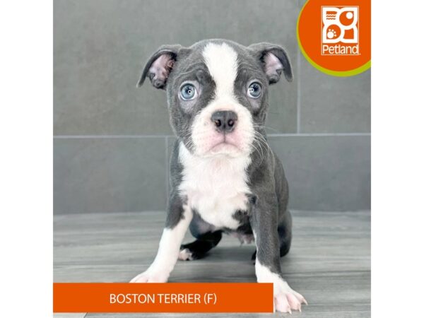 [#776] Blue / White Female Boston Terrier Puppies for Sale