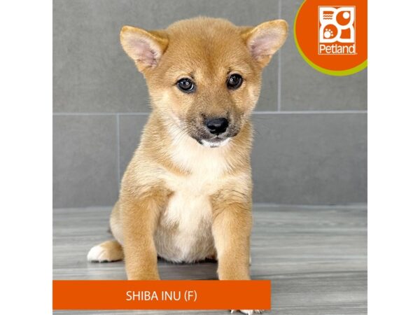 [#775] Red Female Shiba Inu Puppies for Sale