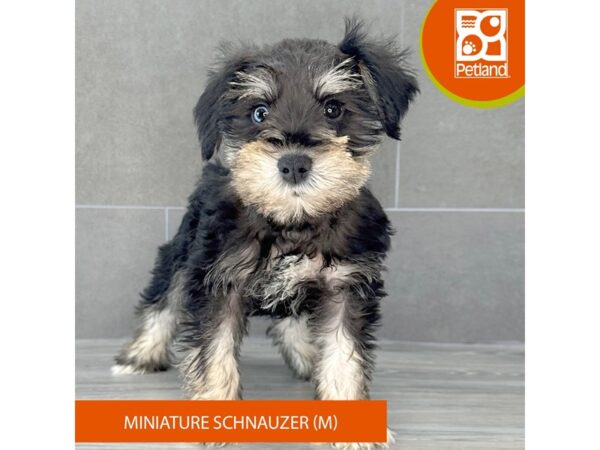 [#773] Black / Silver Male Miniature Schnauzer Puppies for Sale