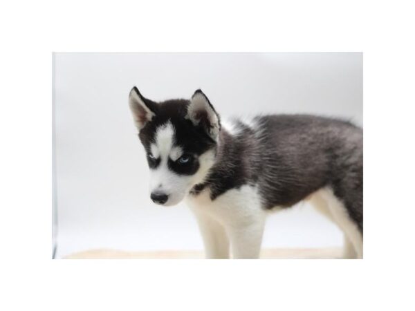 [#783] Black / White Male Siberian Husky Puppies for Sale