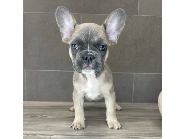 [#788] Lilac Male French Bulldog Puppies for Sale