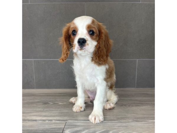 [#787] Blenheim Male Cavalier King Charles Spaniel Puppies for Sale