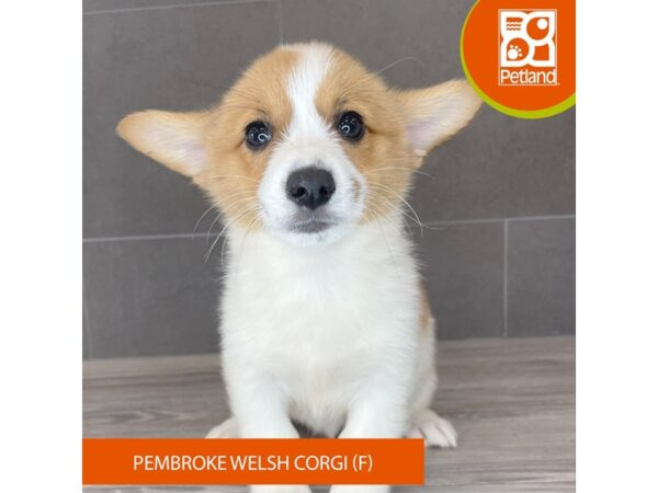 [#785] Sable / White Female Pembroke Welsh Corgi Puppies for Sale