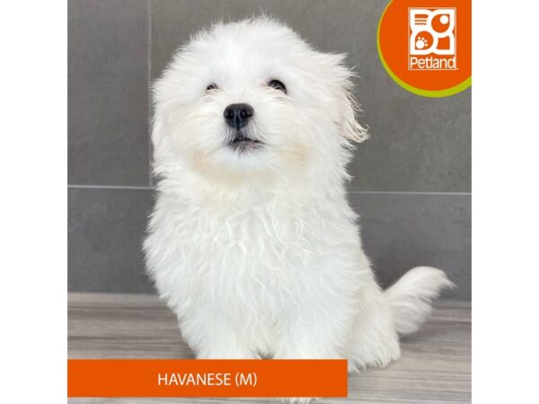 [#792] White Male Havanese Puppies for Sale