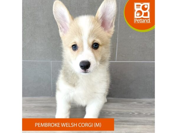 [#764] Red / White Male Pembroke Welsh Corgi Puppies for Sale