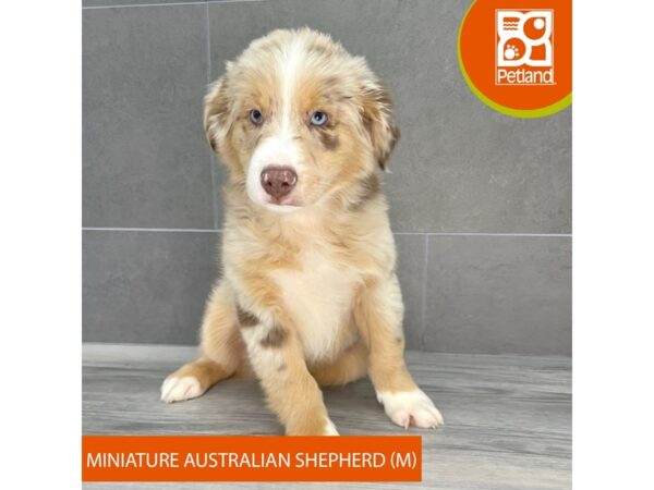 [#768] Red Merle Male Miniature Australian Shepherd Puppies for Sale