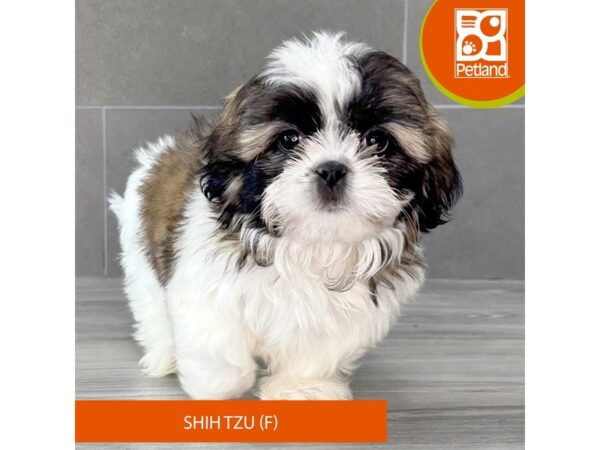 [#780] Tan / White Female Shih Tzu Puppies for Sale