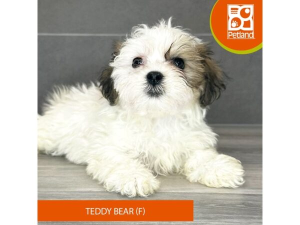 [#797] Sable / White Female Teddy Bear Puppies for Sale