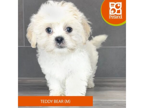 [#796] White Male Teddy Bear Puppies for Sale