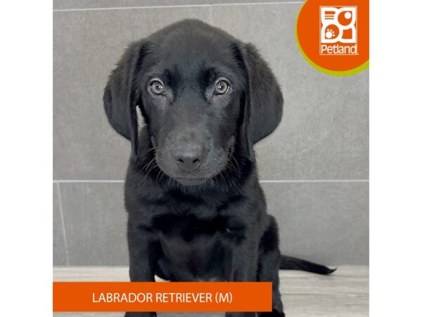 [#784] Black Male Labrador Retriever Puppies for Sale