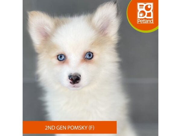 [#831] Red Merle Female Pomsky 2nd Gen Puppies for Sale