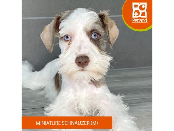 [#829] Chocolate / White Male Miniature Schnauzer Puppies for Sale