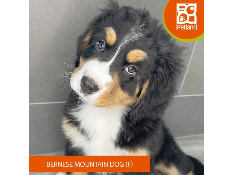 Bernese Mountain Dog - 827 Image #1