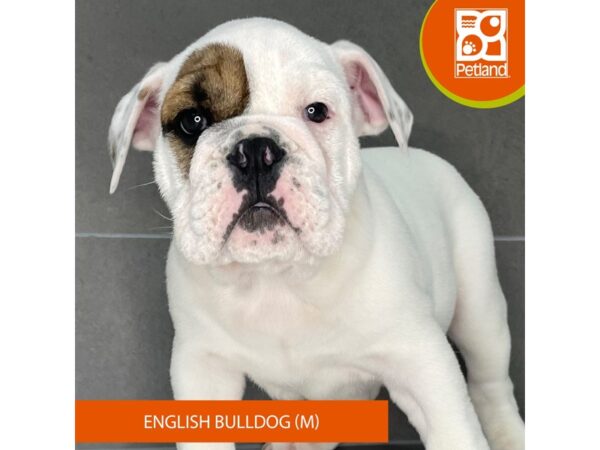 [#835] White Male English Bulldog Puppies for Sale
