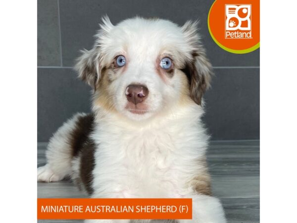 [#832] Red Merle Female Miniature Australian Shepherd Puppies for Sale