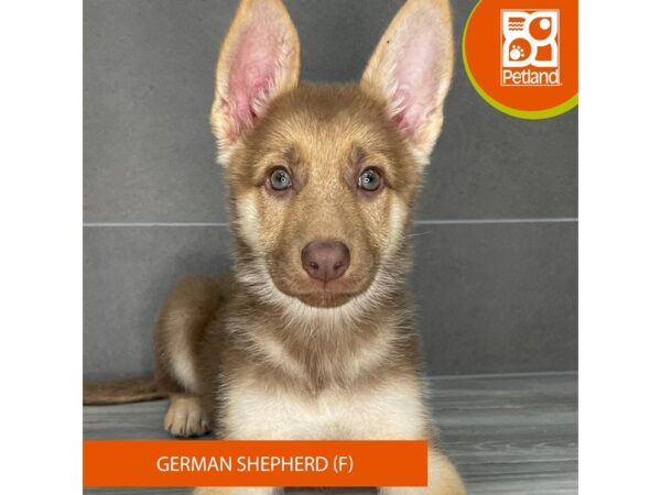 [#825] Liver Female German Shepherd Dog Puppies for Sale