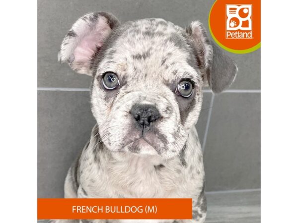 [#833] Lilac Merle Male French Bulldog Puppies for Sale