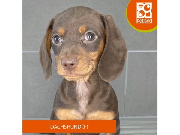 [#828] Chocolate / Tan Female Dachshund Puppies for Sale