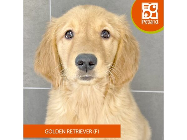 [#843] Dark Golden Female Golden Retriever Puppies for Sale