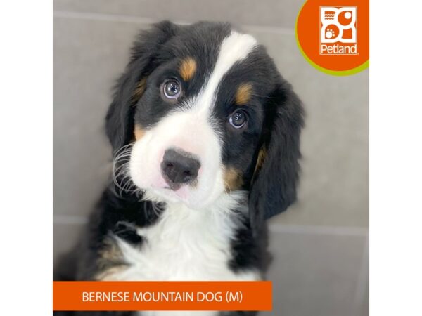 [#886] Black Rust / White Male Bernese Mountain Dog Puppies for Sale