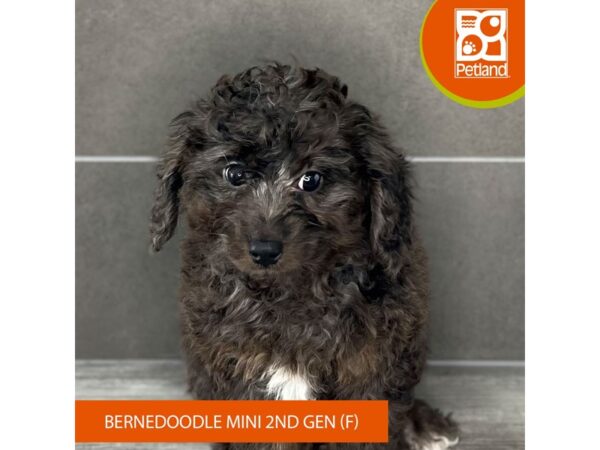 [#890] Blue Merle White / Tan Female Bernedoodle Mini 2nd Gen Puppies for Sale