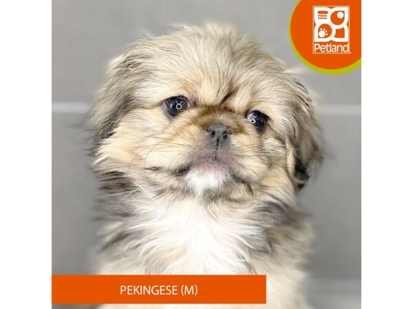 [#899] Dark Sable Male Pekingese Puppies for Sale