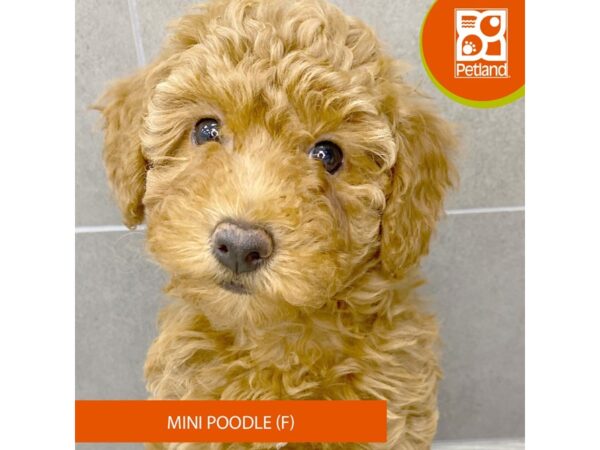 [#908] Red Female Poodle Mini Puppies for Sale