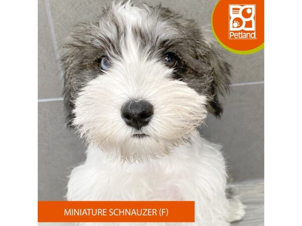 [#905] Salt / Pepper Female Miniature Schnauzer Puppies for Sale
