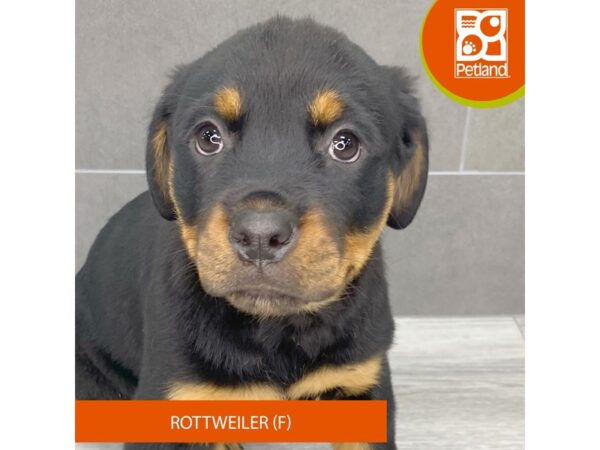 [#916] Black / Tan Female Rottweiler Puppies for Sale