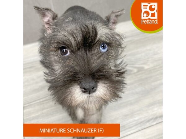[#910] Black Female Miniature Schnauzer Puppies for Sale