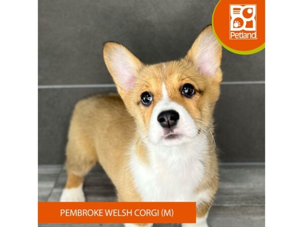 [#893] Red / White Male Pembroke Welsh Corgi Puppies for Sale