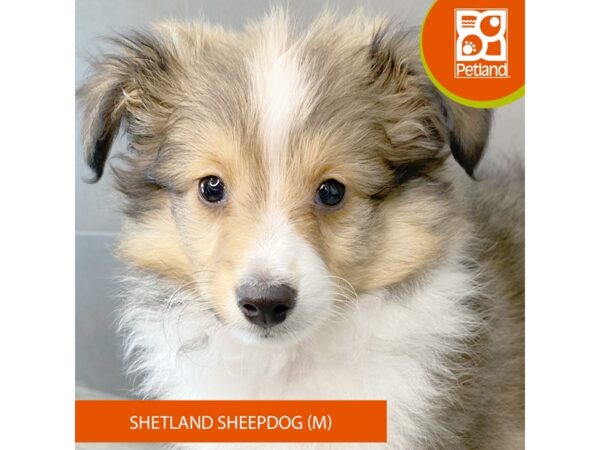 [#900] Sable / White Male Shetland Sheepdog Puppies for Sale