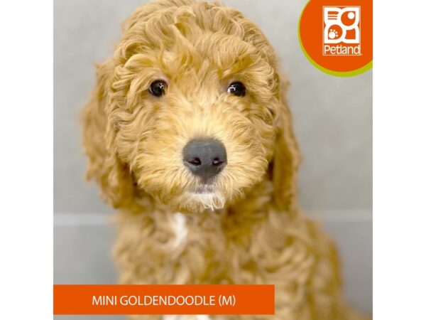 [#906] Red Male Goldendoodle Mini Puppies for Sale