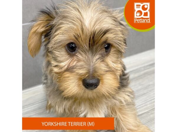 [#912] Blue Merle Male Yorkshire Terrier Puppies for Sale