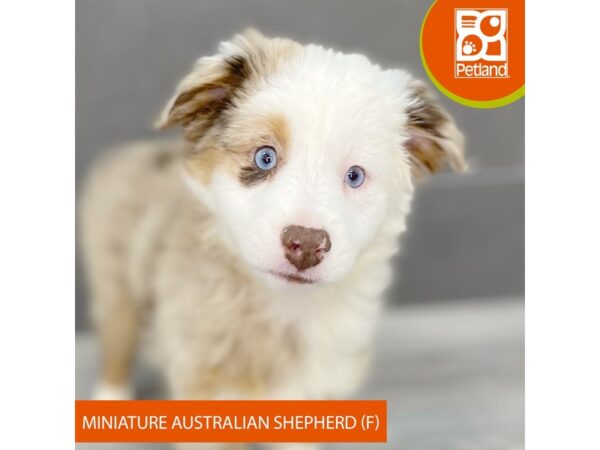 [#911] Red Merle Female Miniature Australian Shepherd Puppies for Sale