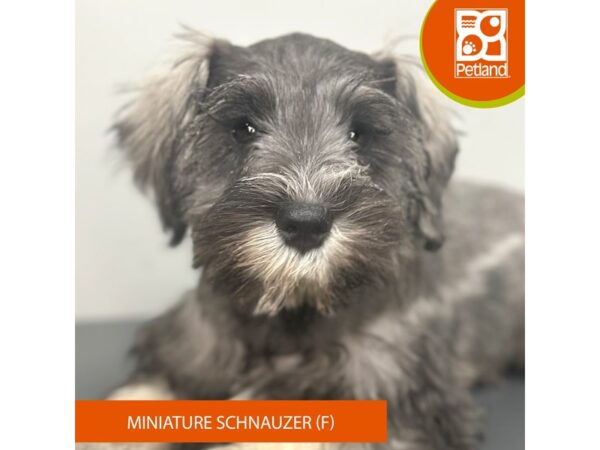 [#922] Salt / Pepper Female Miniature Schnauzer Puppies for Sale