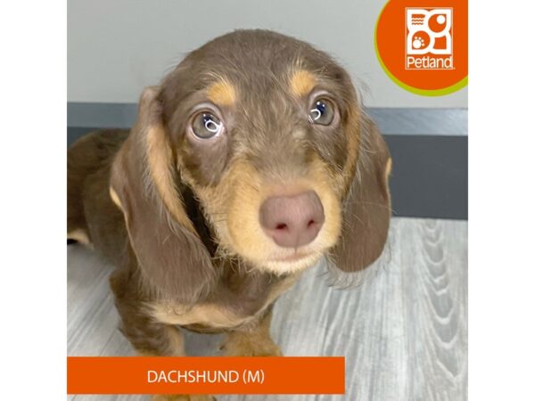 [#934] Chocolate / Tan Male Dachshund Puppies for Sale