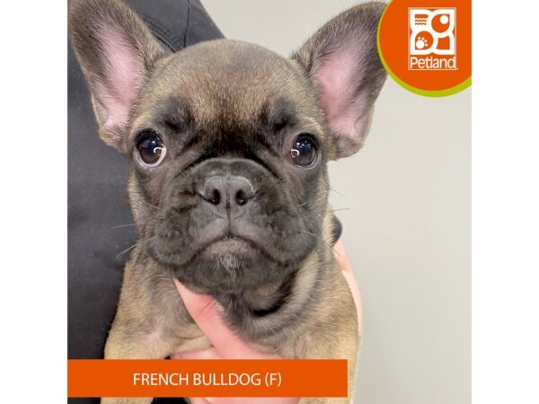 [#933] Fawn Female French Bulldog Puppies for Sale