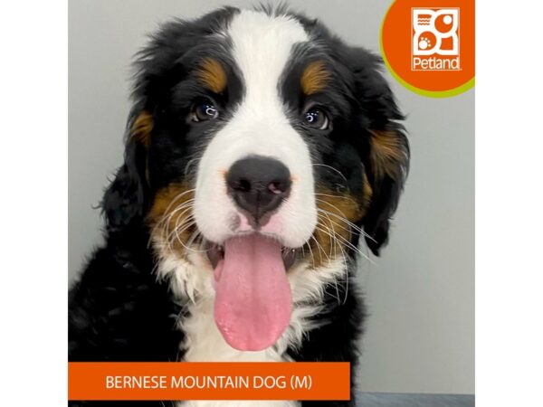 [#932] Black Male Bernese Mountain Dog Puppies for Sale