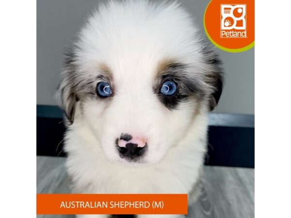 [#931] Blue Merle Male Australian Shepherd Puppies for Sale