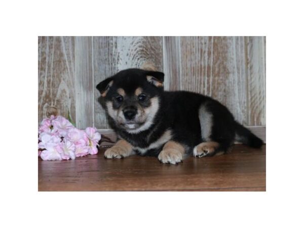 [#935] Black / Tan Male Shiba Inu Puppies for Sale
