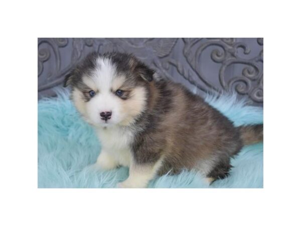 [#939] Gray / White Male Pomsky Puppies for Sale