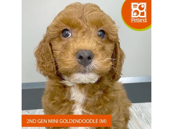 [#943] Red Male Goldendoodle Mini 2nd Gen Puppies for Sale