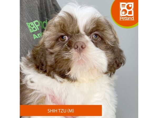 [#942] Cinnamon Male Shih Tzu Puppies for Sale