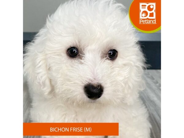 [#941] White Male Bichon Frise Puppies for Sale